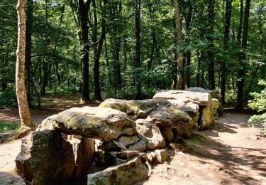 Percorso Marcia Le Tronchet - Forêt du Mesnil - Photo