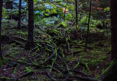 Tocht Te voet Reichenbach - Wilder Mann 153 »Wilder-Mann-Weg«, Naturpark Vorderer Bayerischer Wald - Photo