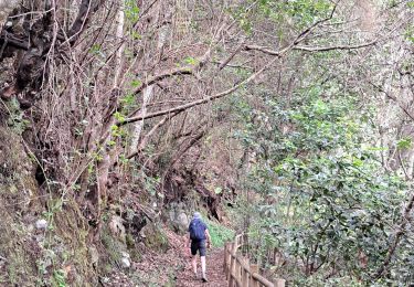 Trail Walking San Andrés y Sauces - La Palma 6 - Photo