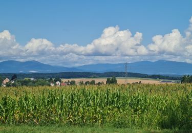 Randonnée Marche Altkirch - Rando Marcheurs 24/07/2025 - Photo
