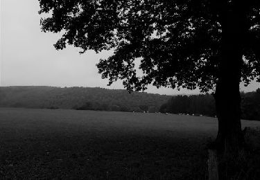 Trail Walking Érezée - Hoursine-Hoursine 12kms - Photo