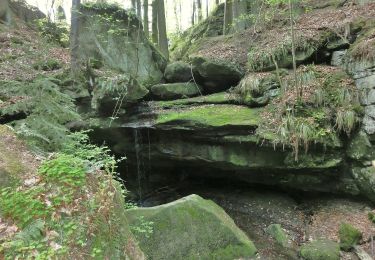 Excursión A pie Heinersreuth - Rundwanderweg Heinersreuth 2 - Photo