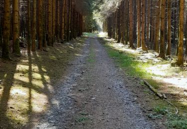 Trail Walking Bertrix - Rando au départ de l'église de Jéhonville  - Photo