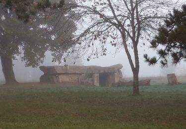 Excursión Senderismo Gennes-Val-de-Loire - Le Thoureil  - Photo