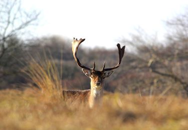 Tocht Te voet Zandvoort - AWD-Zandvoortselaan-Groen - Photo