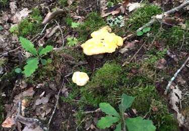 Trail Walking Robert-Espagne - Champignons trois fontaine  - Photo