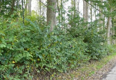 Tocht Te voet Sint-Lievens-Houtem - Natuurwandeling Cotthem - Photo