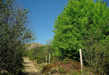 Tour Zu Fuß Coli - I Mazzucchi - Monte Sant'Agostino - Monte Capra - Percorso 151 - Photo