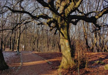 Tocht Te voet Pilisszentkereszt - K+ (Szurdoki autóparkoló - Kopasz-hegyi-nyereg - Dobogókő, elágazás) - Photo