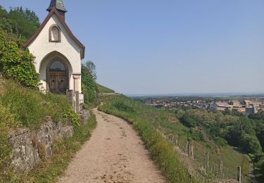 Randonnée Marche Thann - 27-05-23 Thann, vignoble du Rangen - Photo