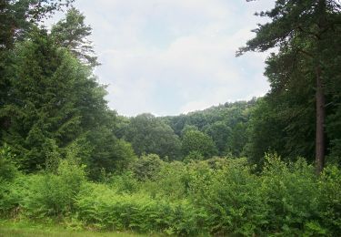 Tour Zu Fuß Unbekannt - Nordic Walking N3 Schwere Tour Heide - Photo