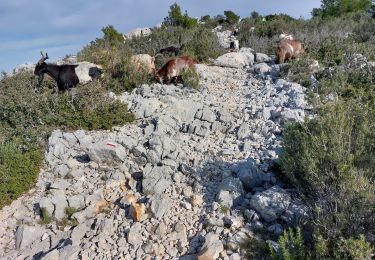 Randonnée Marche Le Castellet - gros  cerveau  par GR 51 depuis l'ouest  - Photo