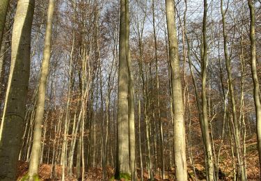 Trail Walking Auderghem - Oudergem - De Hermann-Debroux à la petite Espinette - Photo