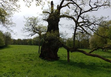 Tour Wandern Paimpont - PAIMPONT  - Photo