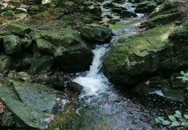 Trail Walking Jalhay - Pont de Belheid (Balade des Ruisseaux) - Photo