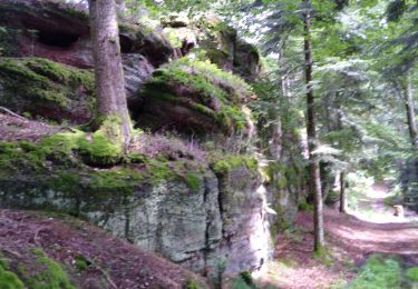 Excursión Senderismo Raon-l'Étape - La Trouche - Photo