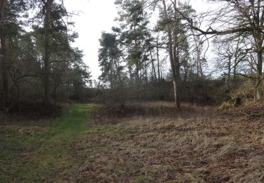 Tour Zu Fuß Wiesenburg/Mark - Naturparkrundwanderweg 30 - Photo