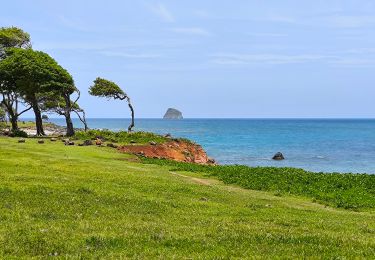 Tocht Stappen Sainte-Rose - Guadeloupe - Littoral Sainte Rose - Photo