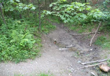 Percorso A piedi Winterberg - Wagenschmier Rundweg A5 - Photo