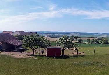 Percorso A piedi Aidhausen - Rundwanderweg Hase - Photo