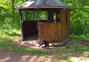 Trail Walking Steinbourg - ponce 2022 - Photo