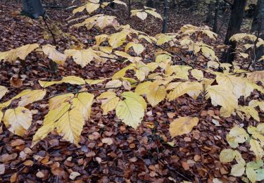 Trail Walking Liège - tournocoti sous la pluie dans Streupas - Photo