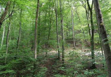 Tocht Te voet Eppstein - Panorama-Weg - Photo