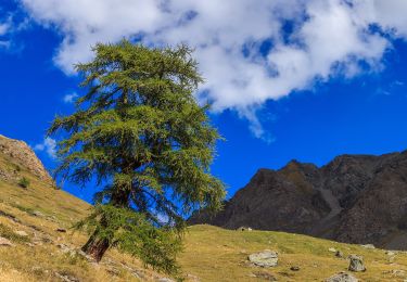 Tour Zu Fuß Cogne - Itinerario 8G Gimillan - Bivacco Glarey Muggia - Photo