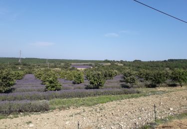 Tour Wandern Montjoyer - 07 07 19 - Photo