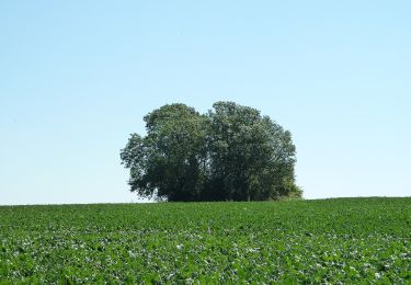 Trail On foot Gingelom - Zevenbronnenwandeling - Photo