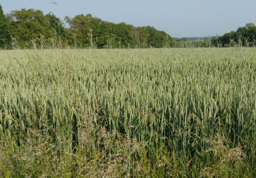 Tocht Stappen Nijvel - Nivelles Promenade Piedescaus - Photo