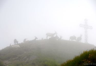 Tour Zu Fuß Malesco - M14 - Malesco - Bocchetta di Cortechiuso - Photo