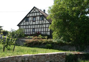 Tour Zu Fuß Oestrich-Winkel - Rheinsteig-Zuweg Oestrich - Photo