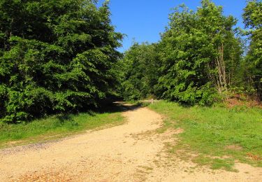 Trail Walking Pierrefonds - en forêt de Compiègne_30_la Tournante sous le Mont Saint-Mard - Photo