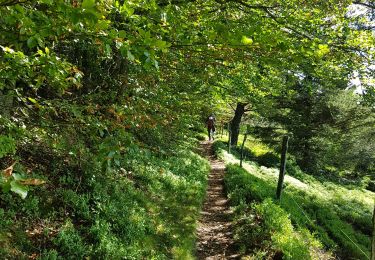 Excursión Senderismo Le Bonhomme - 2020-06-18 DW10+ Col du calvaire / Etang du Devin / Carrefour Duschene - Photo