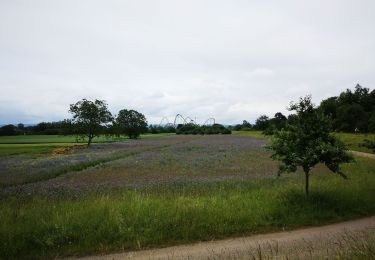 Tour Hybrid-Bike Friesenheim - bac rhinau - Photo