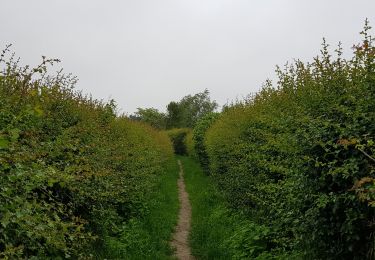 Trail Walking Liège - Rocourt - Oupeye - Rocourt  - Photo