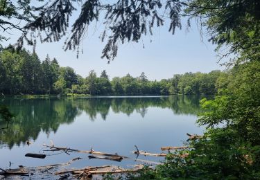 Tocht Mountainbike Commentry - villebret bois de tigoulet  - Photo