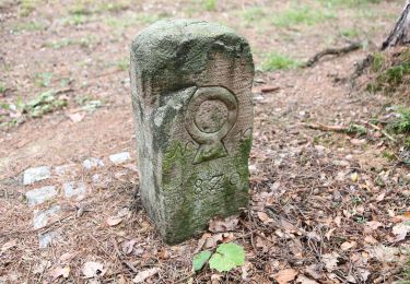 Excursión A pie Grub a.Forst - Krümmelsbach Rundweg (Grub am Forst) - Photo