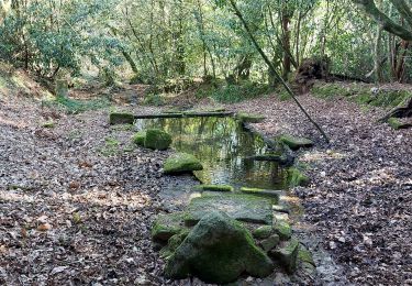 Trail Walking Baud - PR_56_Baud_AA_01_Landes-De-Kerbraz_Circuit1b_20230212 - Photo