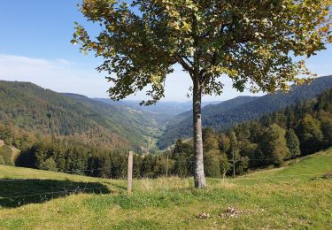 Excursión Senderismo Sainte-Marie-aux-Mines - Crête granitique et forêts profondes - Photo