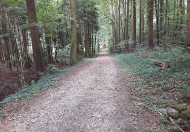 Randonnée A pied Oberglatt - Oberglatt - Dielsdorf - Photo