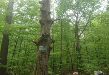 Tocht Stappen Fontainebleau - carrefour de Vienne  - Photo