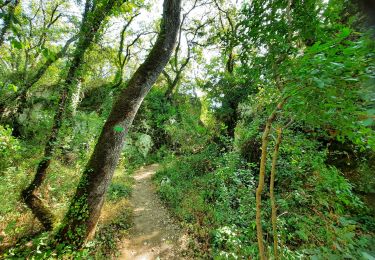 Randonnée Marche Berrias-et-Casteljau - circuit du renard bois de paiolive  - Photo