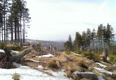 Tocht Te voet Kvilda - CZ-Baummarder · Kuna lesní - Photo