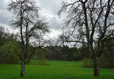 Tocht Te voet Spiegelberg - Rundwanderweg S3 - Photo