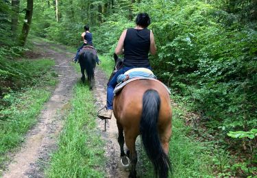 Trail Horseback riding Brouville - Avec Nadine Fred brouville grammont Tivio  - Photo