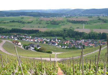 Percorso A piedi Schoden - Saar-Riesling-Steig - Photo