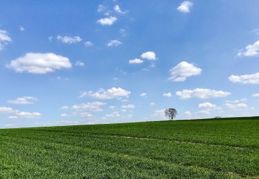 Percorso A piedi Friedberg - Zum Paardurchbruch - Photo