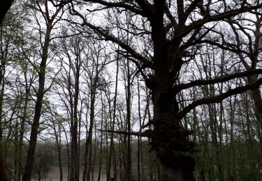 Randonnée Marche Villeny - villeny 2019 petit circuit - Photo